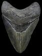 Fossil Megalodon Tooth - Georgia #68076-1